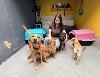 MEU PET FELIZ CELEBRA 50 EDIÇÕES SJC