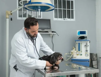 MUTIRÕES CASTRAÇÃO DE CÃES E GATOS